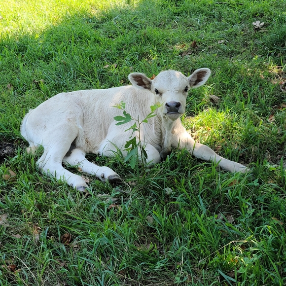 My Babies 😍❤ - Picture 3 of 13